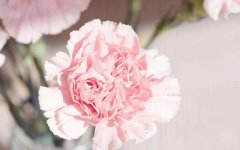 康乃馨的花语，你知道母亲节送康乃馨的含义吗