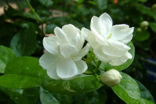 茉莉花的种植，种茉莉花的方法