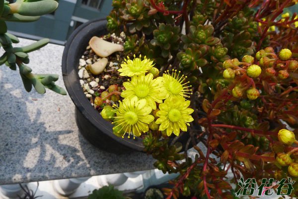 小人祭开花会死吗