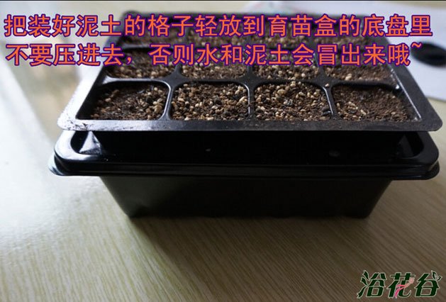 多肉种子播种教程(图文)